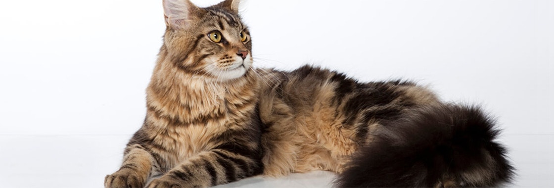 large_maine-coon-cena-charakter-pielegnacja_1620737756119.jpeg