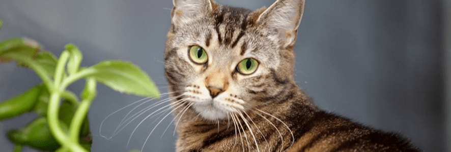 rosliny-trujace-dla-kota-przed-czym-chronic-naszego-pupila_-min_1594828629482.png