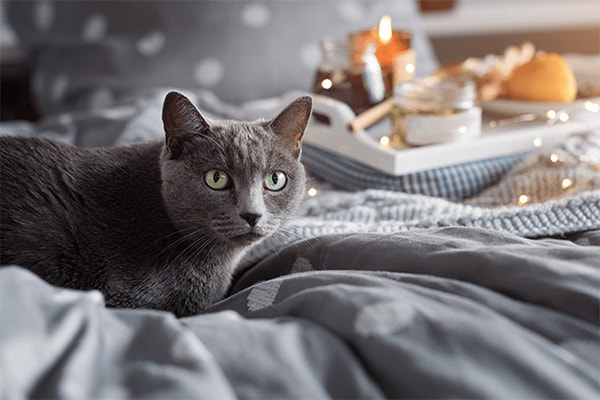 jak wychowac i zrozumiec kota