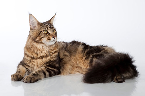 thumb_maine-coon-cena-charakter-pielegnacja_1620739157908.jpeg