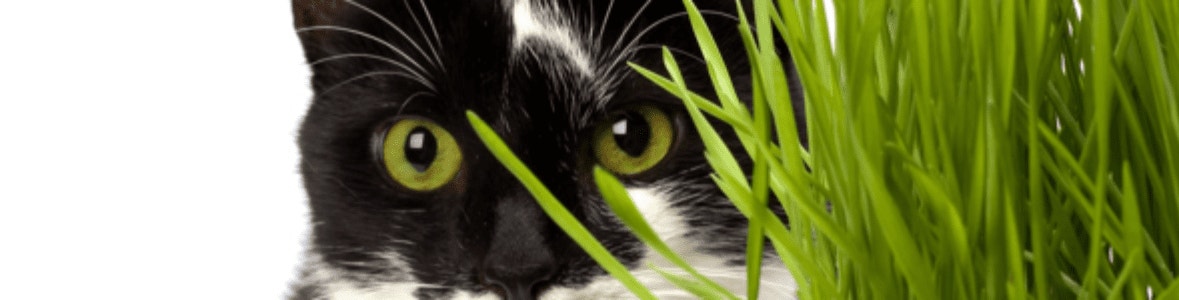 trawa-dla-kota-czy-nalezy-podawac-ja-naszym-podopiecznym-min_1589984025819.png