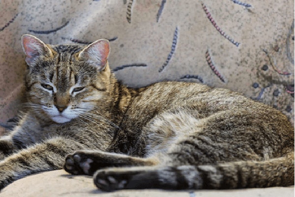 wiecznie glodny kot czyli czym jest syndrom glodu u kota