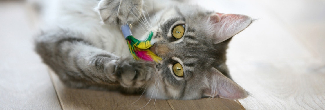 zabawki-dla-kota-ktcentre-z-nich-s-bezpieczne-dla-twojego-kota__1617114261164.jpeg
