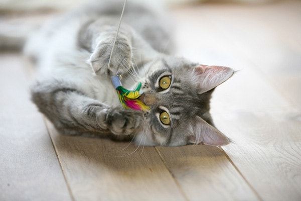 zabawki-dla-kota-ktcentre-z-nich-s-bezpieczne-dla-twojego-kota__1617114261168.jpeg