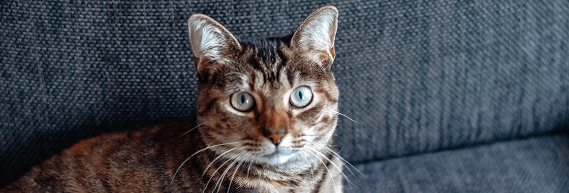 kot w rudo-czarne paski leżący na kanapie