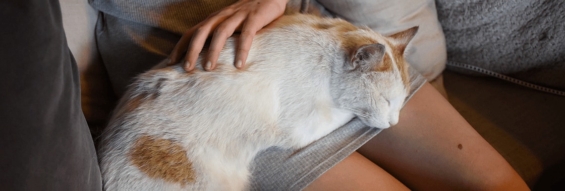 biały kot w rude plamy śpi na kolanach kobiety w szarej sukience
