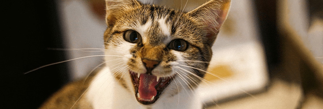 biało-rudy kot syczący z otwartym pyszczkiem