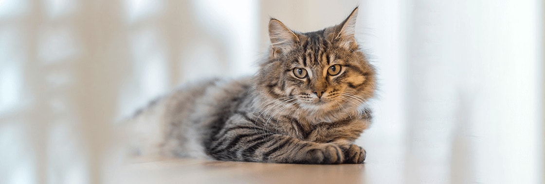 szary kot w czarne paski patrzący się w obiektyw