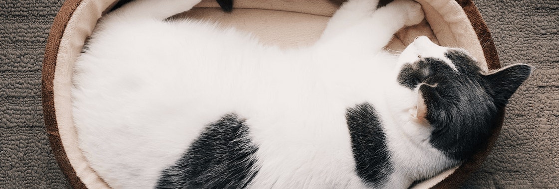 biały kot w czarne plamy leżący na posłaniu