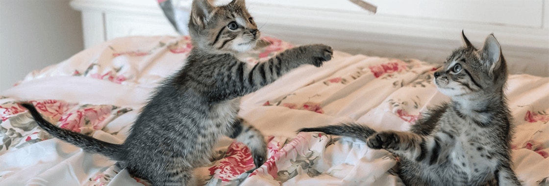 małe szare kotki w czarne paski bawiące się na kołdrze w kwiatki