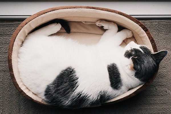 biały kot w czarne plamy leżący na posłaniu