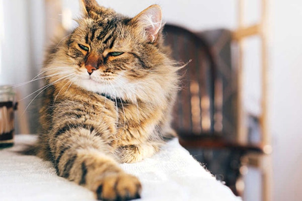 otyly-kot-oznaka-milosci-wlascicela-czy-bledy-popelniane-w-zywieniu