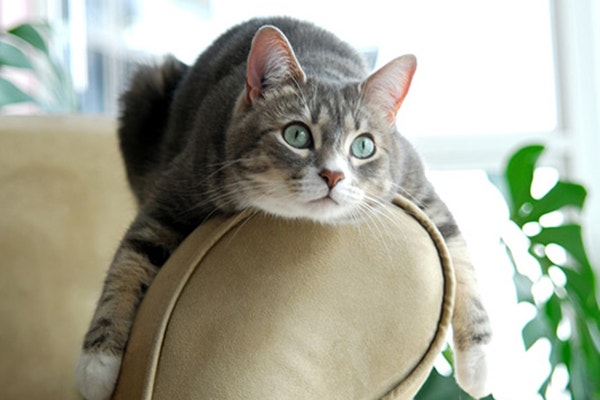 co-jedza-koty-poradnik-jak-dbac-o-pelne-brzuszki-naszych-ulubiencow