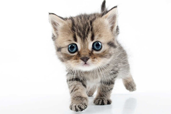 co-jedza-koty-poradnik-jak-dbac-o-pelne-brzuszki-naszych-ulubiencow