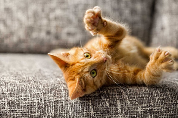 co-jedza-koty-poradnik-jak-dbac-o-pelne-brzuszki-naszych-ulubiencow