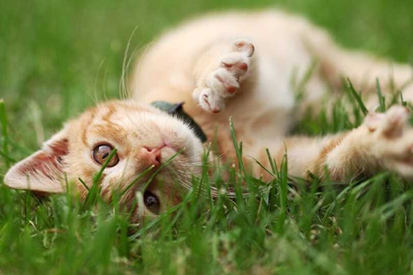 czy-kot-moze-jesc-lody_-nowy-smak-na-upalne-dni-dla-malego-smakosza