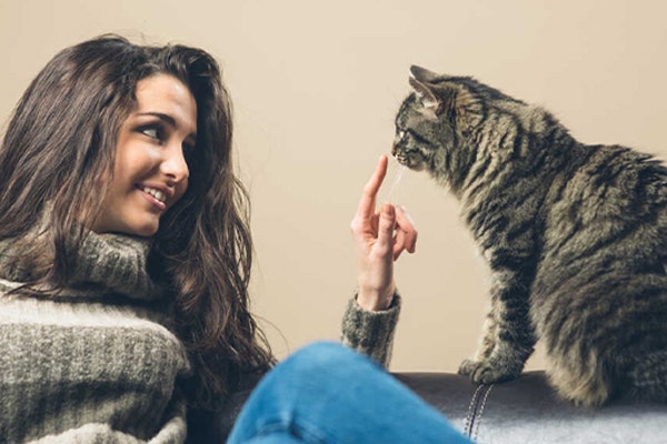 czy-kot-moze-jesc-ziemniaki_-czy-to-warzywo-podbije-jego-kocie-podniebienie