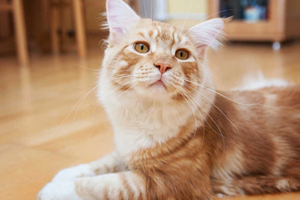 czy-storczyk-jest-trujacy-dla-kota