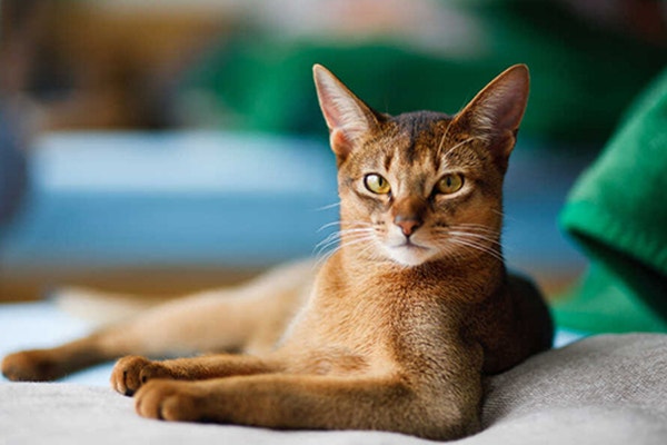 czym-karmic-kota-poradnik