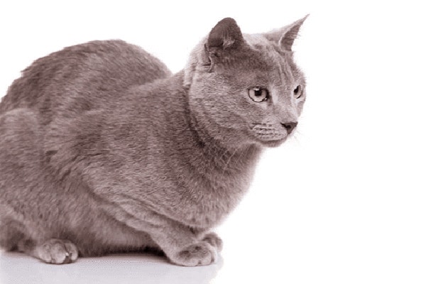 dieta-dla-kota-jak-odpowiedzialnie-urozmaicic-jadlospis-przysmakami