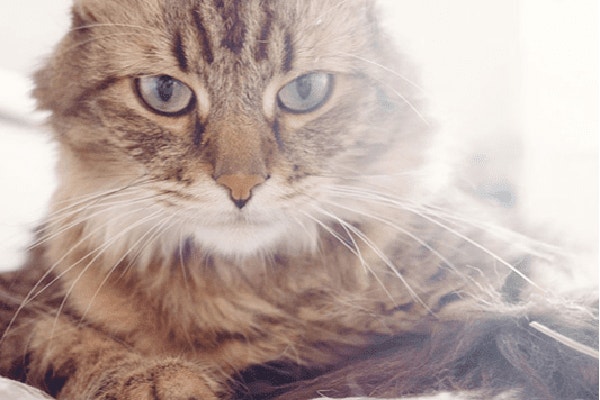 dobra-karma-dla-kota-smaczny-posilek-pelen-wartosci-odzywczych