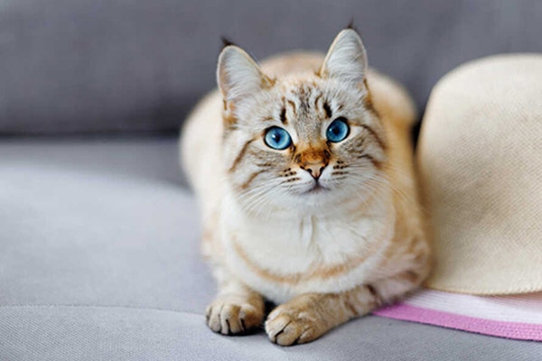 domowe-jedzenie-dla-kota-pomysl-na-danie-w-codziennym-jadlospisie