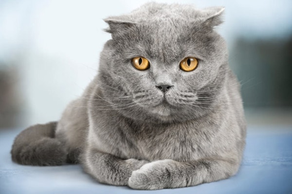 dzien-przyjaciela-sheba