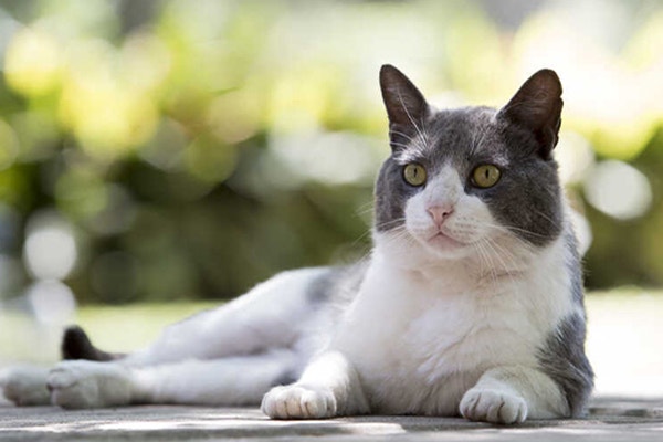 ile-kot-powinien-jesc_-sprawdz-jak-dbac-ale-nie-przejadac-swojego-pupila