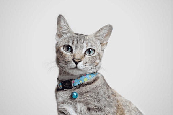 jajko-dla-kota-czy-nasz-podopieczny-moze-je-jesc