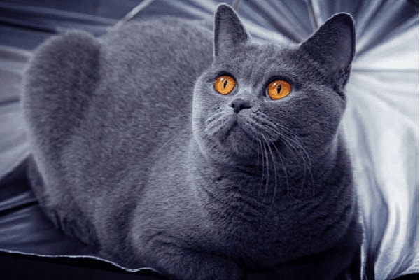 karma-mokra-dla-kota-wykwintny-element-kociego-menu