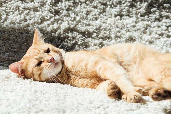 kot-nie-chce-jesc-jak-radzic-sobie-z-brakiem-apetytu-u-pupila