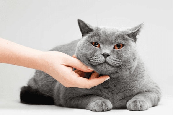 kot-nie-chce-jesc-mokrej-karmy-sprawdz-jakie-moga-byc-powody