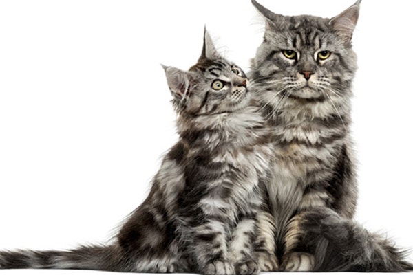 mleko-dla-kota-czy-nasz-pupil-powinien-je-pic-2