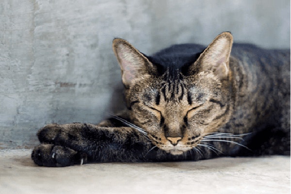 najlepsza-karma-dla-kota-jak-spelnic-pragnienia-kocich-podopiecznych