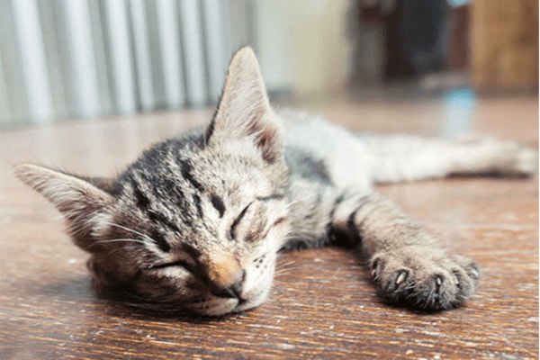 pokarm-dla-kota-ktoremu-nie-oprze-sie-zaden-smakosz-sprawdzone-pomysly