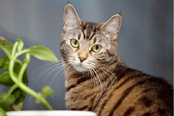 rosliny-trujace-dla-kota-przed-czym-chronic-naszego-pupila