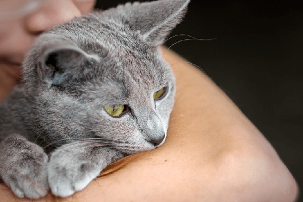 thumb_koty-do-adopcji-poradnik-nowego-opiekuna