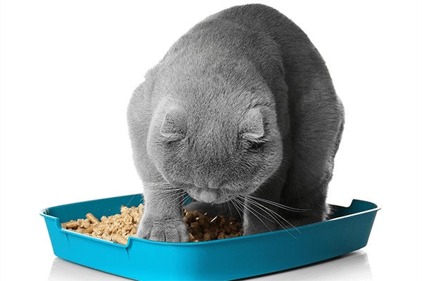 thumb_zwirek-dla-kota-jak-wybrac-najlepszy