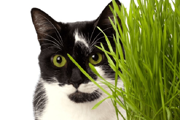 trawa-dla-kota-czy-nalezy-podawac-ja-naszym-podopiecznym