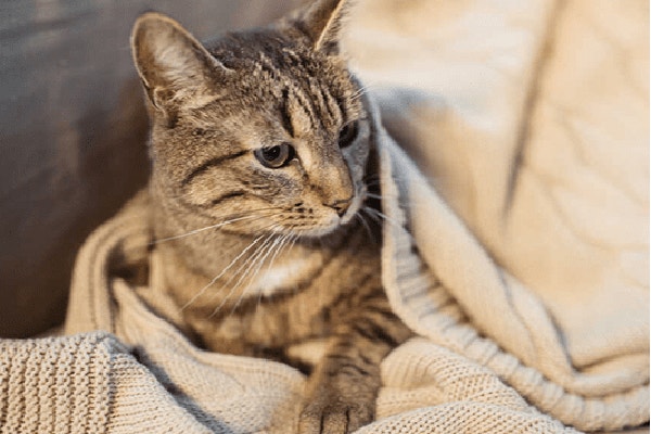 watrobka-dla-kota-rarytas-czy-podstawowy-skladnik-diety