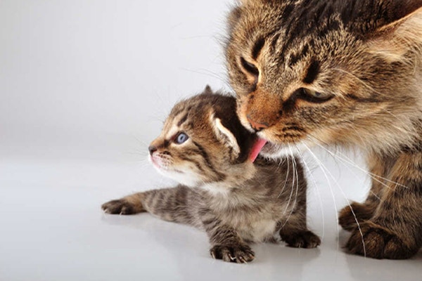 woda-dla-kota-czyli-co-powinien-pic-kot