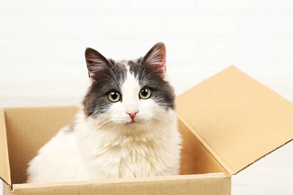 wolowina-dla-kota-czy-powinna-znalezc-sie-w-jego-codziennym-jadlospisie