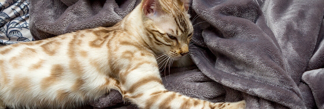 cat kneading hero desktop