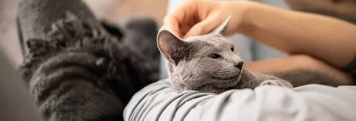 osoba w szarym ubraniu głaszcząca szarego kota