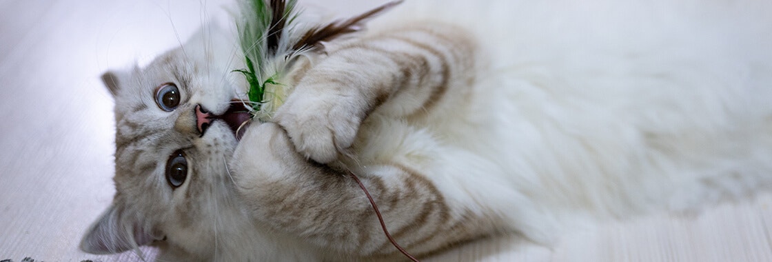 biały kot leżący na podłodze bawiący się zabawką dla kotów