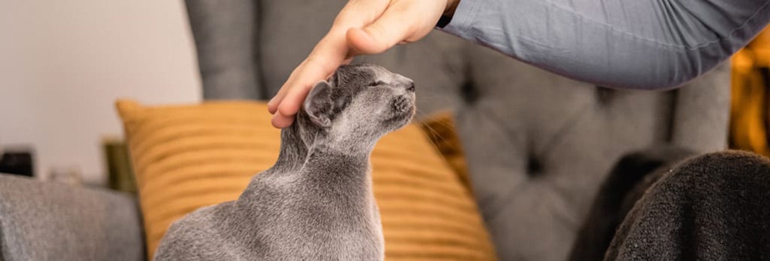 szary kot siedzący na kanapie głaskany po głowie przez osobę siedzącą obok