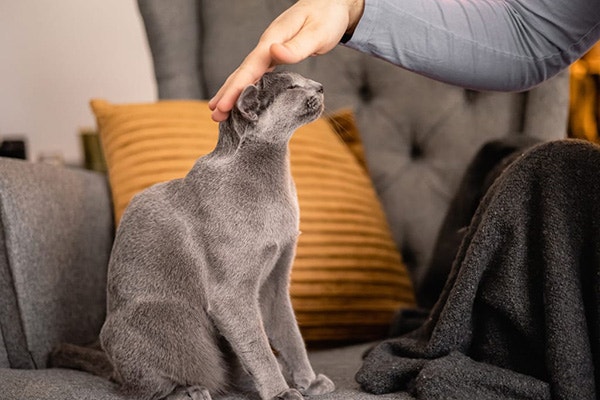 szary kot siedzący na kanapie głaskany po głowie przez osobę siedzącą obok