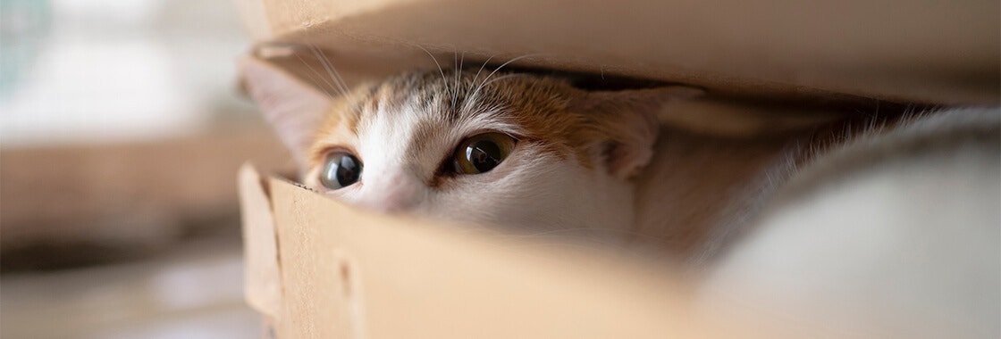 biało-rudy kot wychylający głowę z pudełka