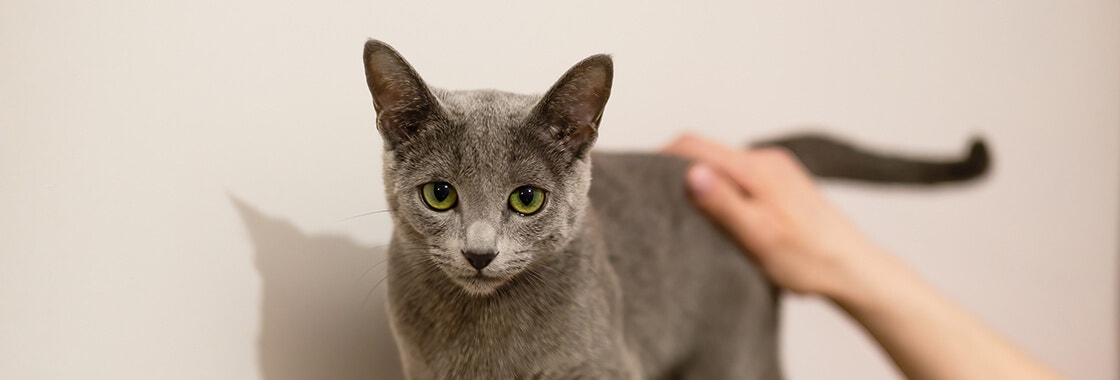 opiekun głaszcze szarego kota, który stoi na oparciu kanapy