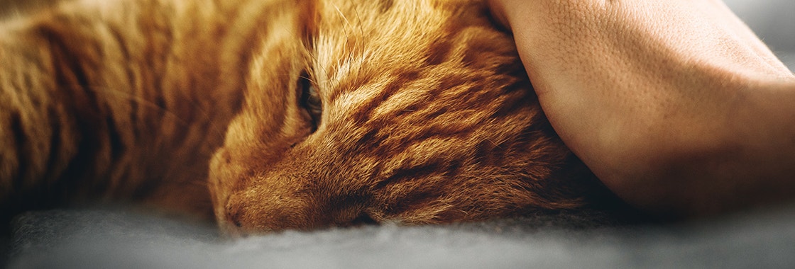 Rudy kot leży i jest głaskany po głowie